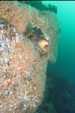 quillback rockfish and zoanthids