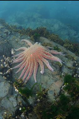 sunflower star near surface