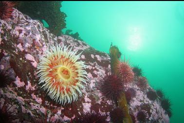 fish-eating anemone