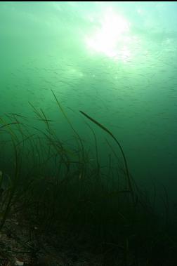 school of tube-snouts over eel grass