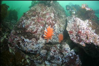 sunflower stars on boulders