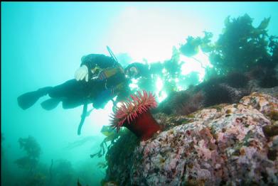 fish-eating anemone