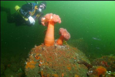 plumose anemones