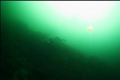 lion's mane and divers in background
