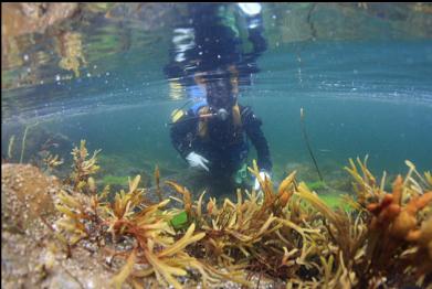 rockweed at surface