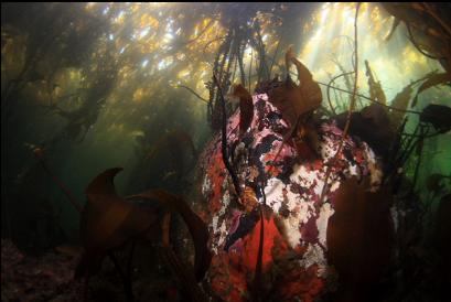 boulder under kelp