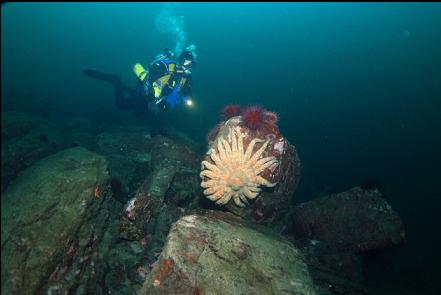 sunflower star on the edge of the reef