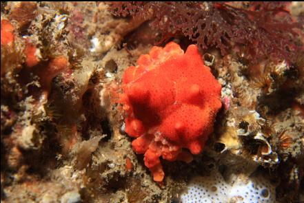 juvenile Puget Sound king crab