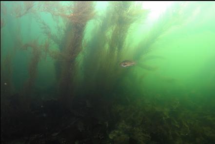 sargassum seaweed near shore