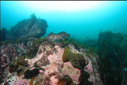 lingcod at the top of the wall