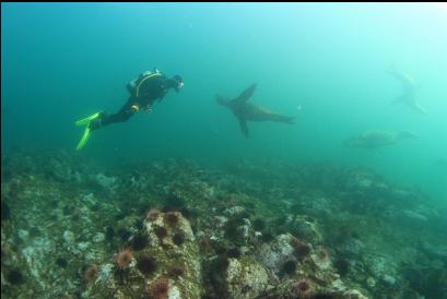 diver and sealion over urchins