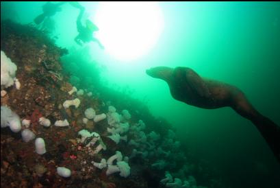 sealion going to visit divers