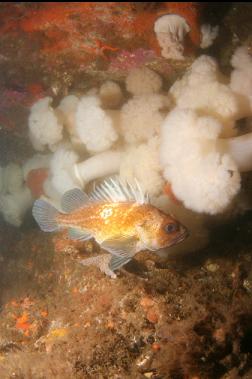 rockfish and plumose anemones