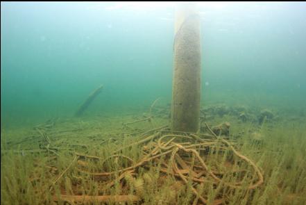 remains of the dock near my entry-point