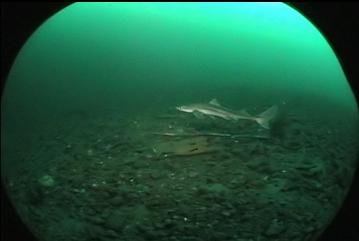 DOGFISH SHARK