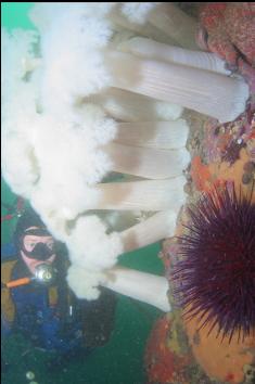 PLUMOSE ANEMONES AND URCHIN