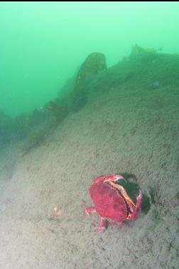 MATING RED-ROCK CRABS ON SILTY ROCK