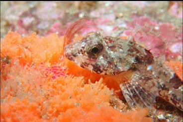 SCULPIN ON SPONGE