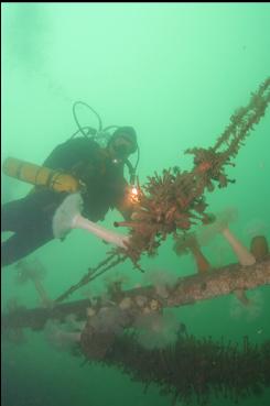 ANEMONES AND FEATHERDUSTER WORMS ON FALLEN MAST