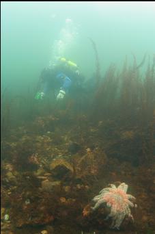 SUNFLOWER STAR IN SHALLOWS