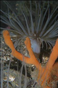 TUBE-DWELLING ANEMONES AND FINGER SPONGE