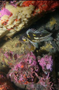 copper rockfish