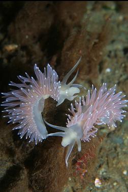 nudibranchs and shrimp