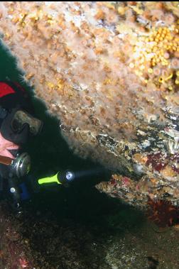 zoanthids under boulder