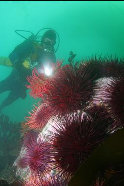 urchins and fish-eating anemone