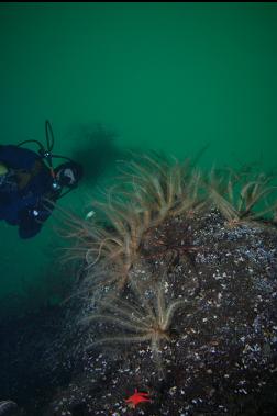 feather stars