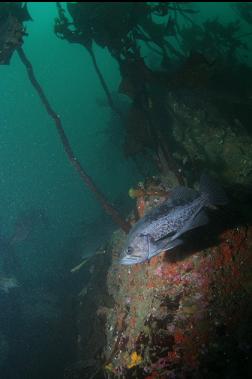 black rockfish