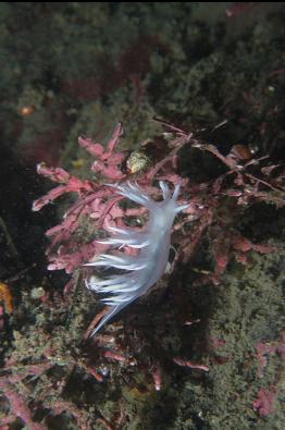 nudibranch on corraline algae