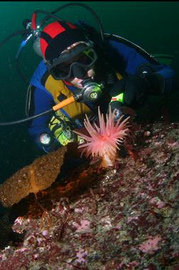 anemone on flat bottom