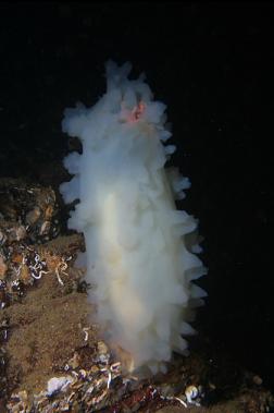 tunicate on rock pyramid
