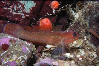 blackeye goby