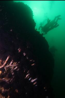 feather duster worms