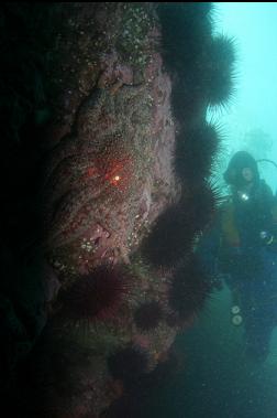 urchins and sunflower star