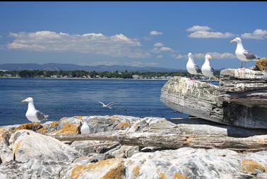 seagulls on islet with Oak Bay in distance