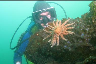 seastar on bottom kelp