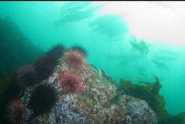 urchins and kelp