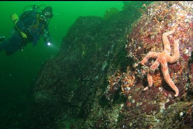 seastar at top of wall