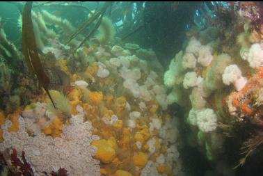 anemones and sponge in shallows