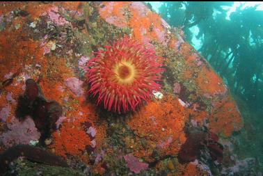 fish-eating anemone