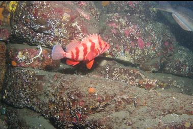 tiger rockfish