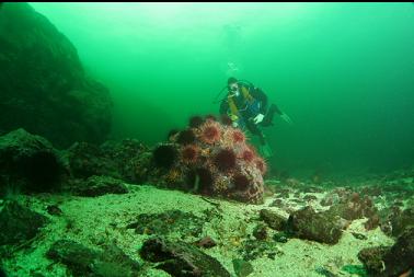 more urchins on reef