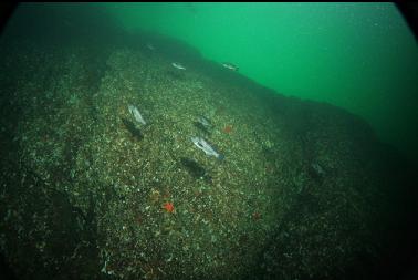 black rockfish near wall