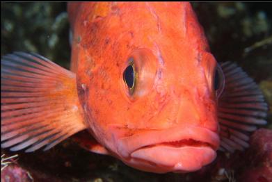 yelloweye rockfish