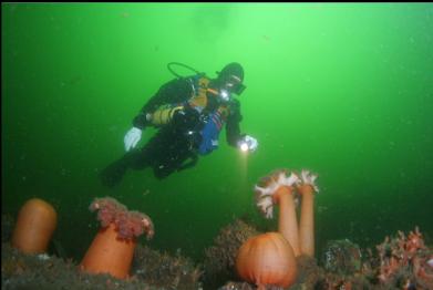 plumose anemones