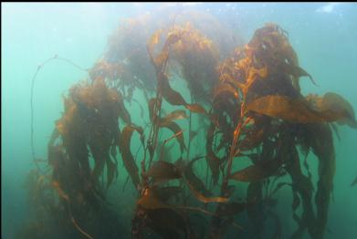 giant kelp