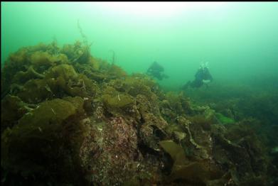 swimming to edge of wall